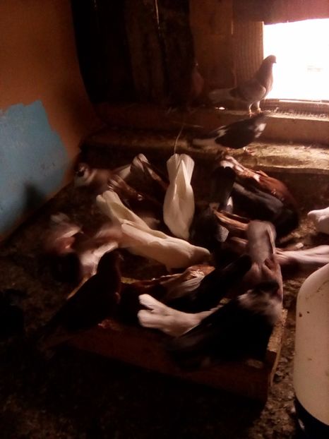  - Zburător CIUNGI DE PLOIESTI