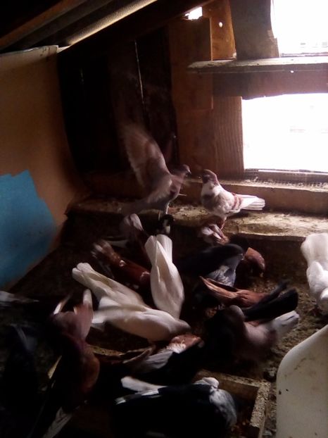  - Zburător CIUNGI DE PLOIESTI