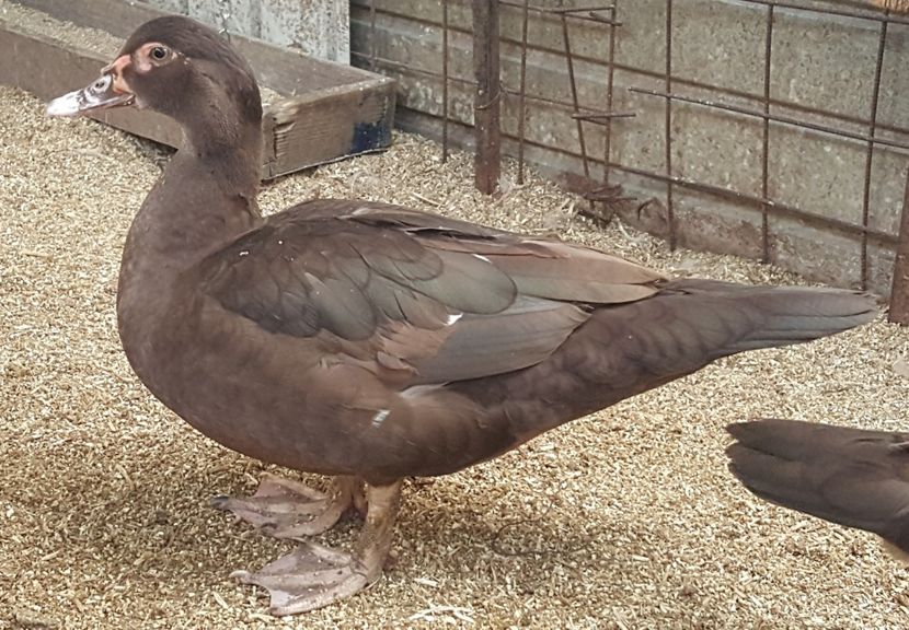 Warzenenten braun - bomboane de ciocolata