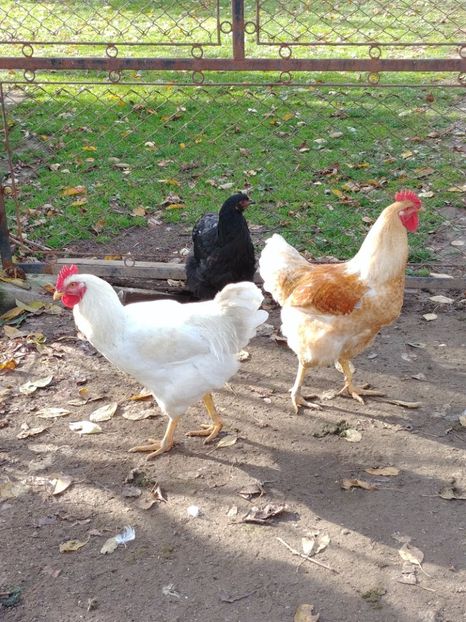  - Metisi Jersey giant-kabir-coob 500