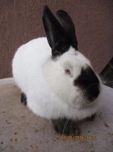 fem calif.2017 ! - X ARHIVA IEPURI CE AM AVUT