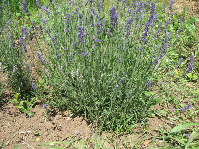 Picture 8172 - Lavanda - Lavandula augustifolia