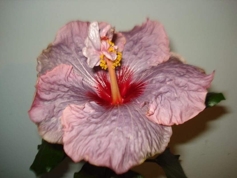  - Hibiscus Petra