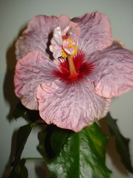  - Hibiscus Petra