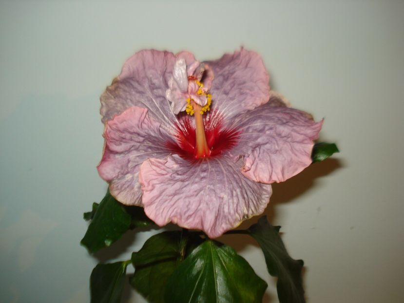  - Hibiscus Petra