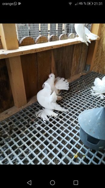 IMG-20171108-WA0014 - Casa porumbeilor