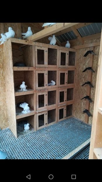 IMG-20171108-WA0013 - Casa porumbeilor