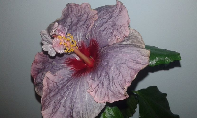  - Hibiscus Petra