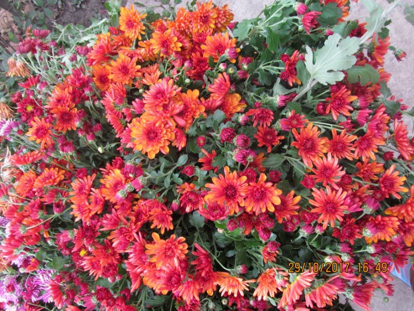  - sfirsit de toamna in gradina