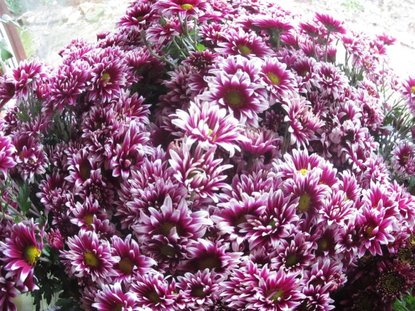  - sfirsit de toamna in gradina