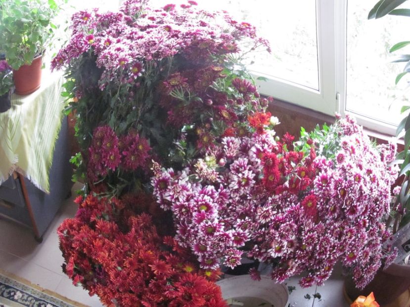  - sfirsit de toamna in gradina