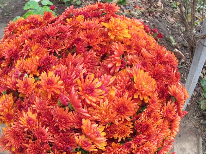  - sfirsit de toamna in gradina