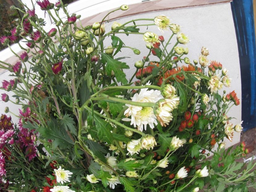  - sfirsit de toamna in gradina