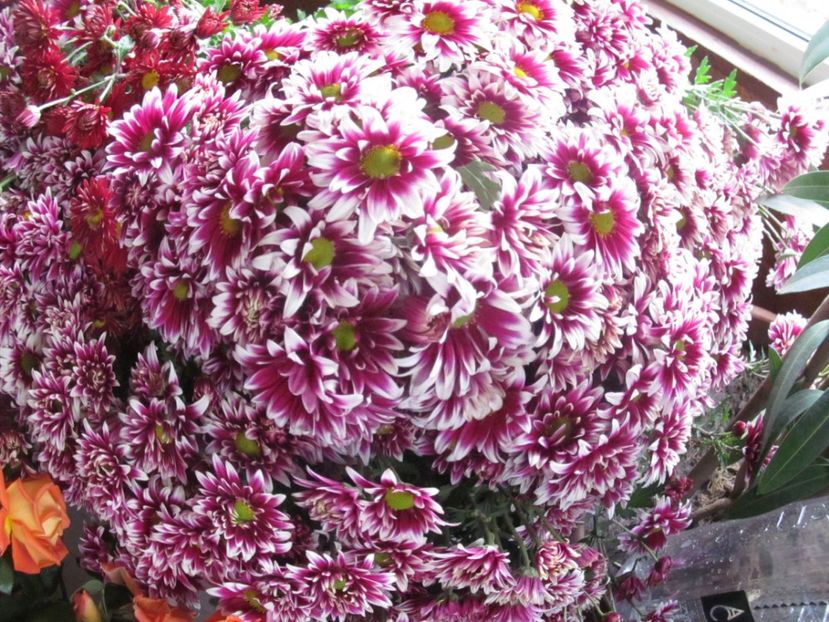  - sfirsit de toamna in gradina