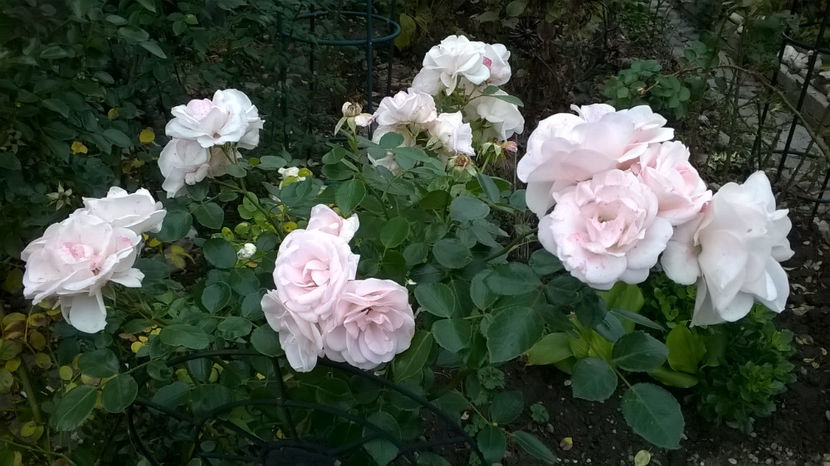  - Aspirin Rose