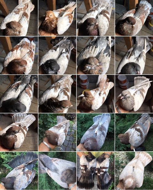 C59F6DBA-7122-4C6D-87CC-7579B963EC97 - Zburator Dungat Romanesc 2017