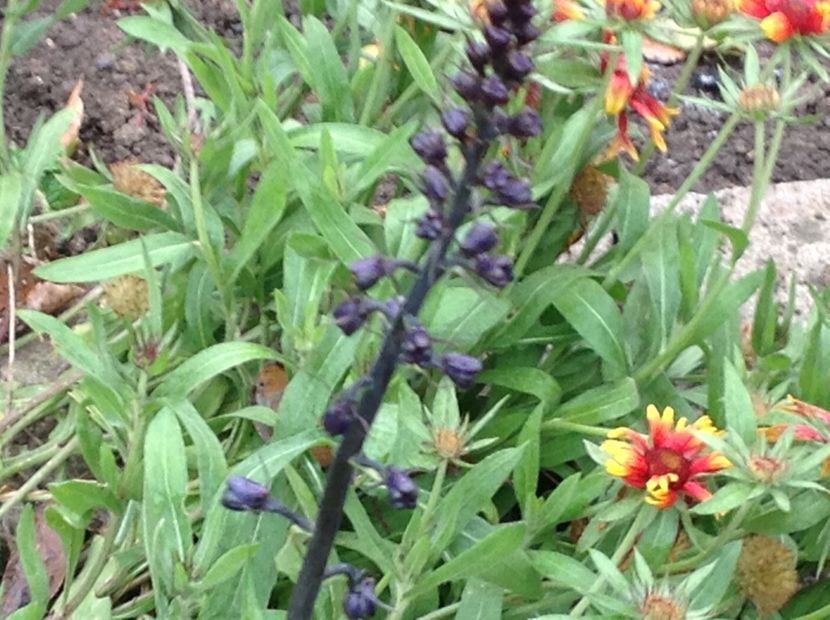 - Delphinium un nou inceput