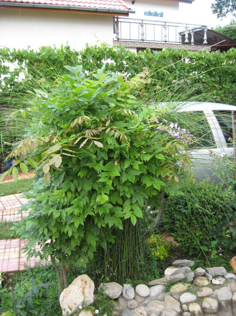 DA, ceea ce am sperat s-a intimplat... - Glicina-Wisteria