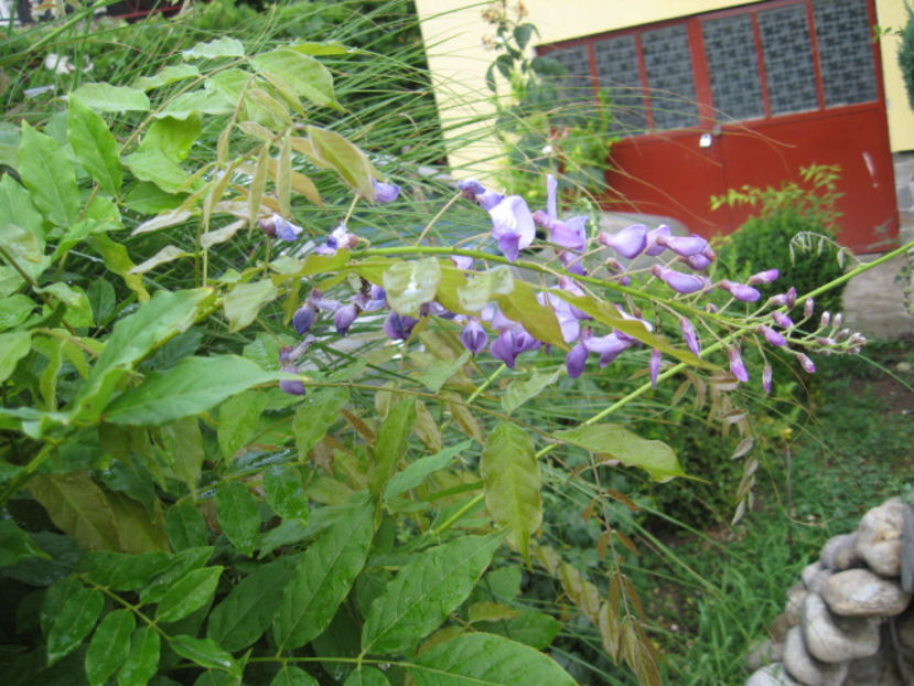 a inflorit pentru prima data. - Glicina-Wisteria