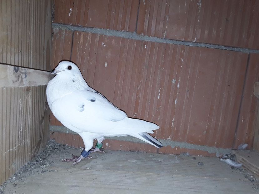 Descendenta din cuca lu niță cu regele bogdan ciobanu amândoi porumbeii fiind campioni la maraton . - Cucii poze noi