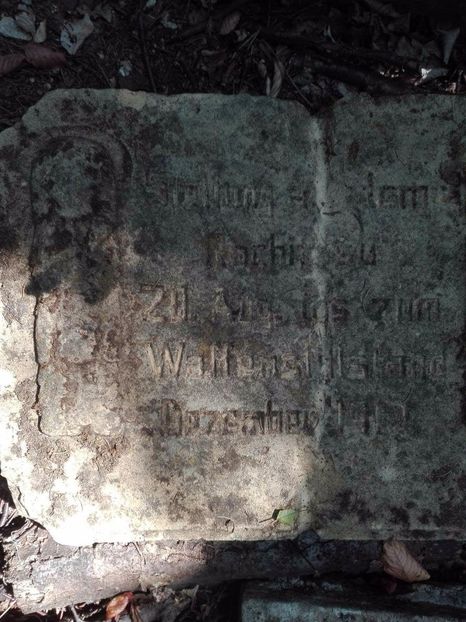 received_312162849189361 - Prin pădure