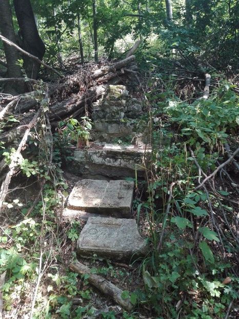 received_312162772522702 - Prin pădure