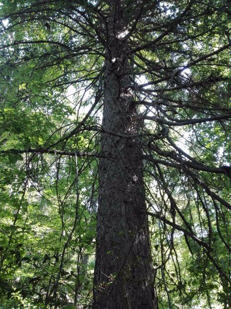 received_312162842522695 - Prin pădure