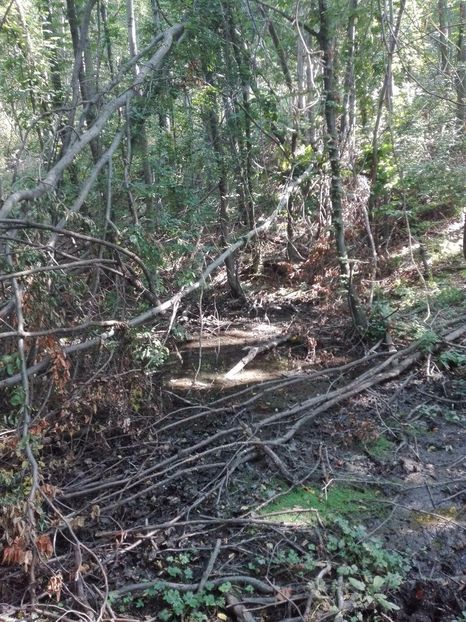 received_312163135855999 - Prin pădure