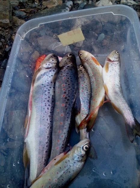  - diverse fotografii