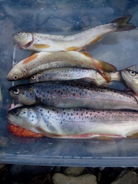  - diverse fotografii