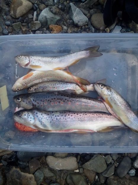  - diverse fotografii