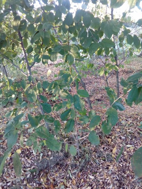  - Piersici - soiuri locale si altele