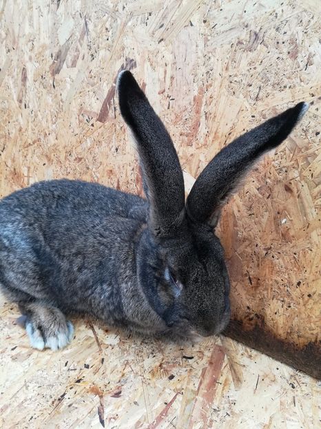 Mascul oprit ptr mine - 1 Cuib 24 01 2017