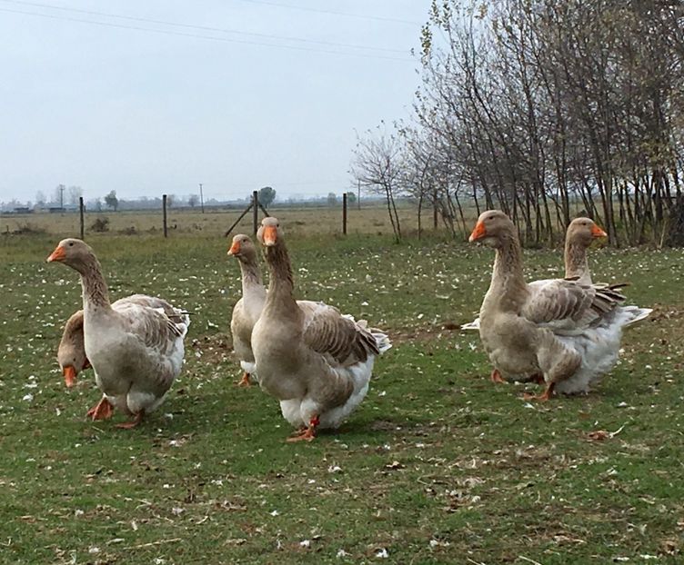2226B291-26DC-465A-AADD-A2555DC7656D - Toulouse ganse 2015-16