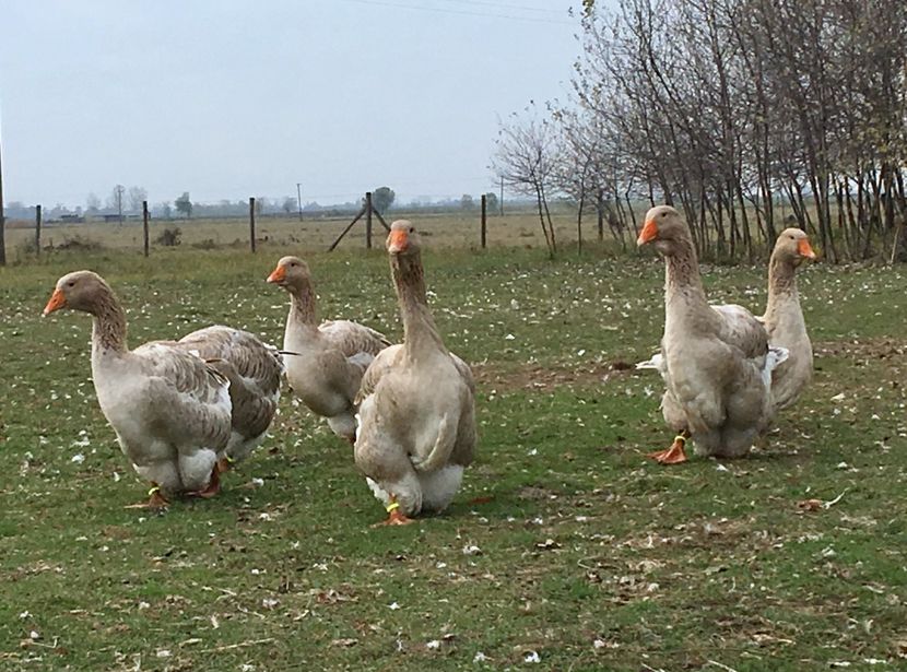 881C7877-8DD2-4E5D-B265-4A87B2B7FE41 - Toulouse ganse 2015-16