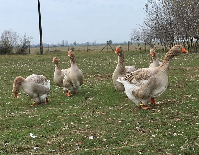 F534201B-842A-471F-A38A-C3E97239148D - Toulouse ganse 2015-16