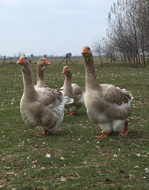 63252E6F-B758-4CBA-A688-28C1456A125E - Toulouse ganse 2015-16