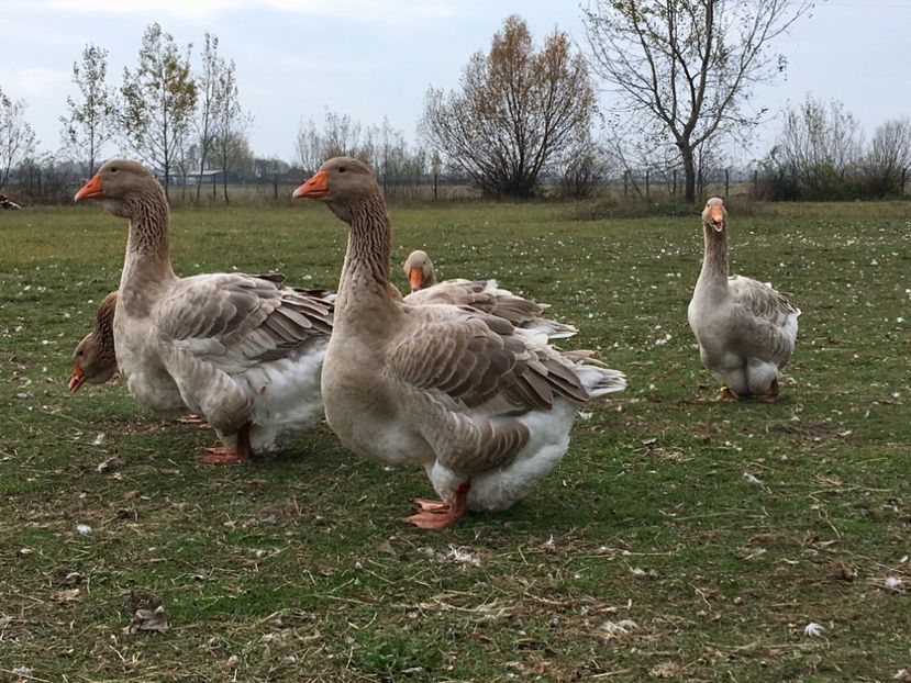 5CCF6CD3-87B1-4D45-BA53-16FB78E43AD7 - Toulouse ganse 2015-16