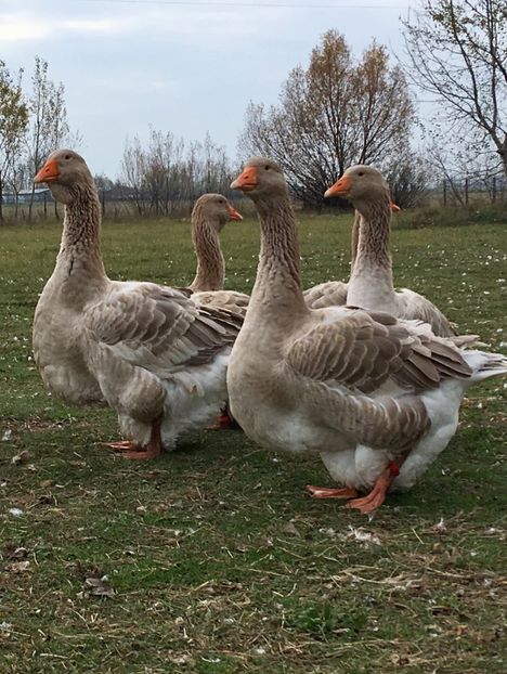 B2BDAAB2-33F3-42C1-9F04-9027AFE10FCD - Toulouse ganse 2015-16