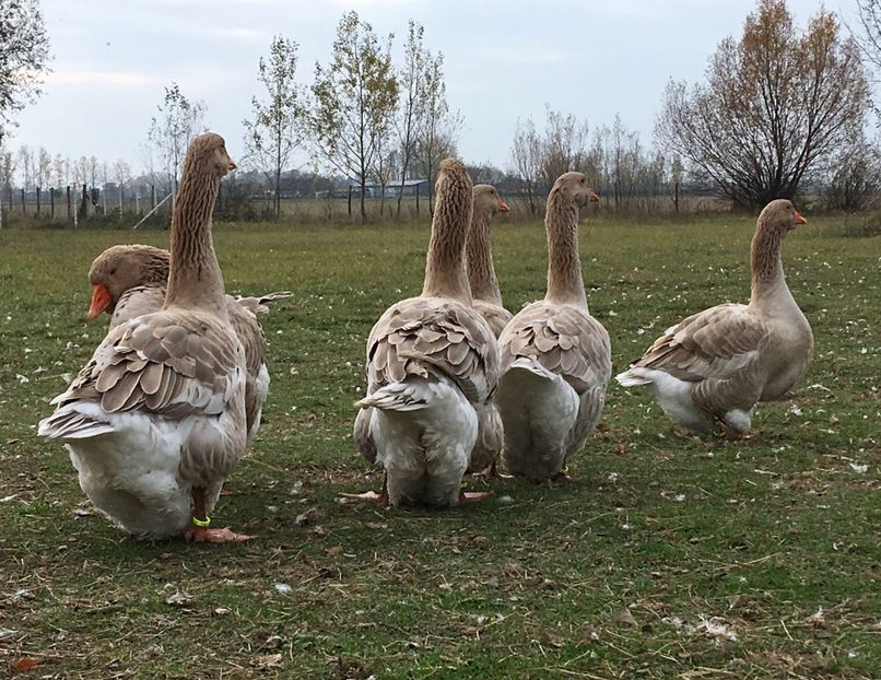 7C0E6487-303D-4D2C-B343-23B63FA6F6E3 - Toulouse ganse 2015-16