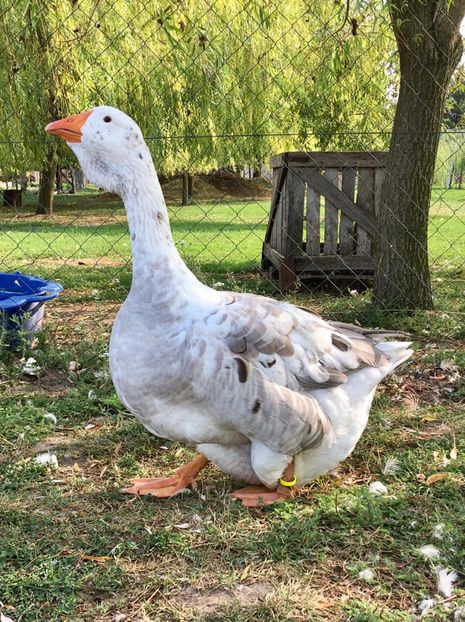 C328A8E3-09A1-40F2-808F-42780F65EEDD - Toulouse ganse 2015-16