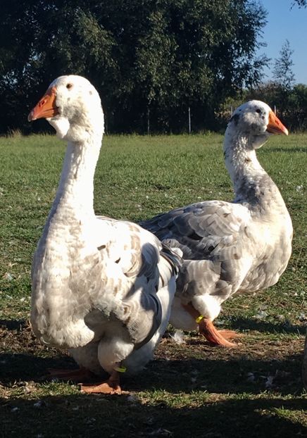 67B7A15D-3DD2-4985-AC89-0B948CA790C2 - Toulouse ganse 2015-16