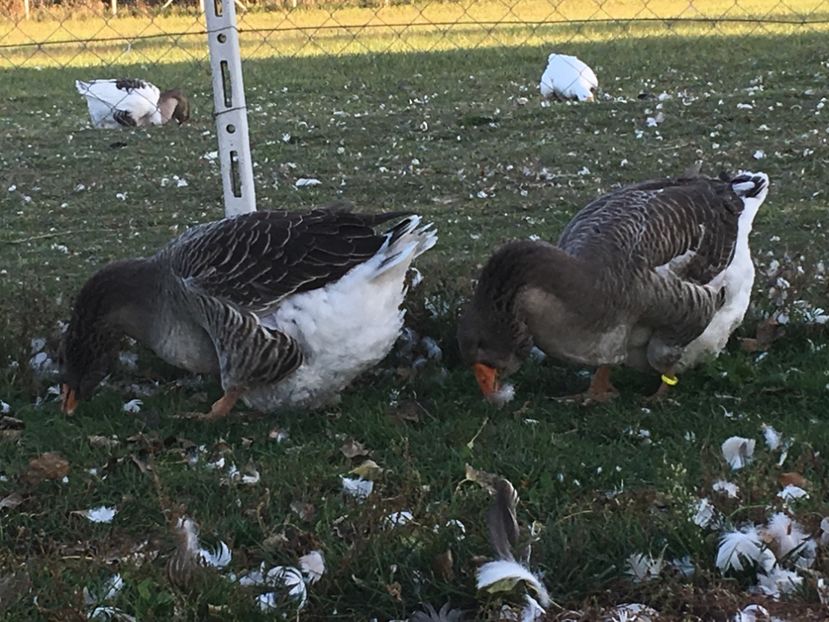 60409D34-3494-4CE2-AD38-AC79B19C326C - vansare