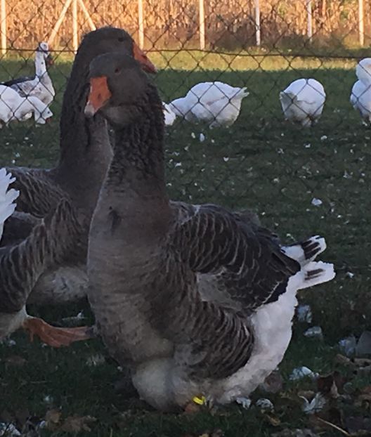 8926EE3F-EBF4-4420-B913-4E4FB26B8D75 - vansare