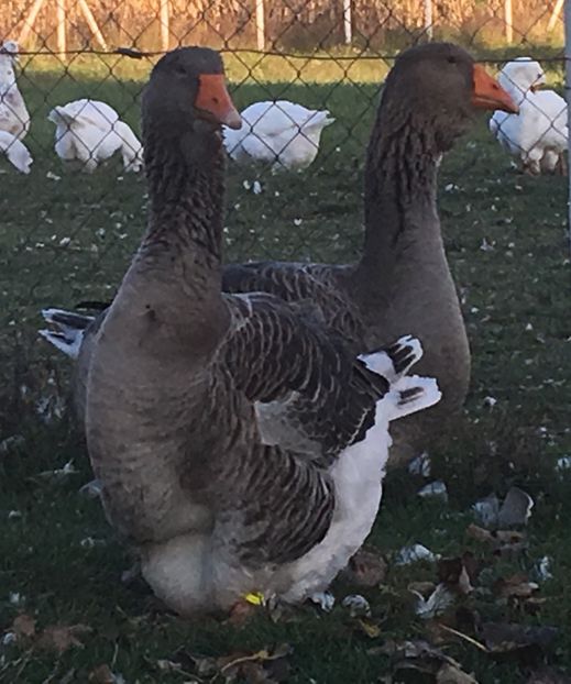 7966FD45-0540-43C1-A7F8-51B4841E5883 - vansare