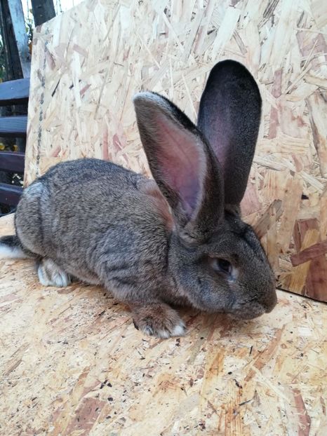 IMG-20171109-WA0000 - UG Mascul 3