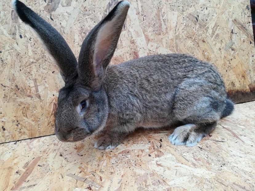 8, 5 luni productie proprie - UG Mascul 3