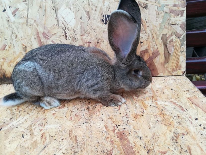 IMG-20171109-WA0001 - UG Mascul 3