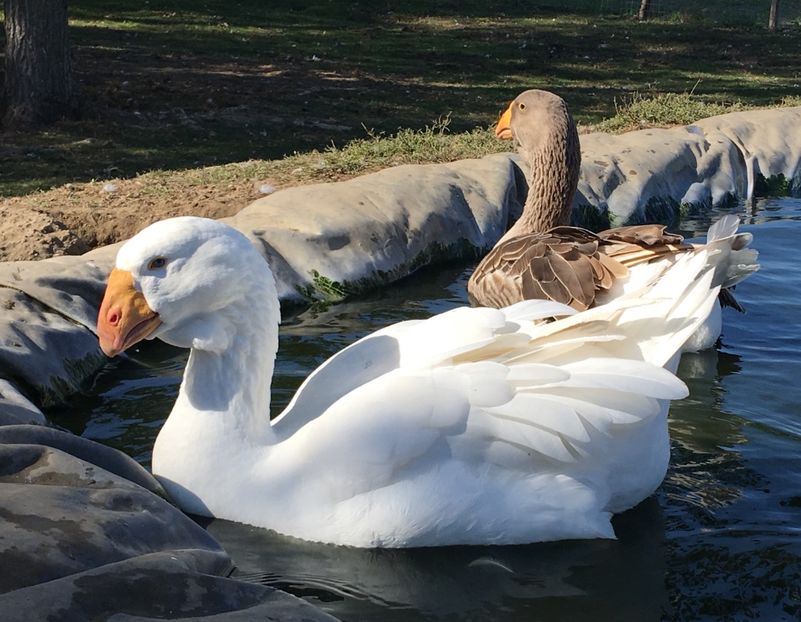 8DDCB049-C648-475D-AF10-BCBEE096C76E - Tula 2016-17