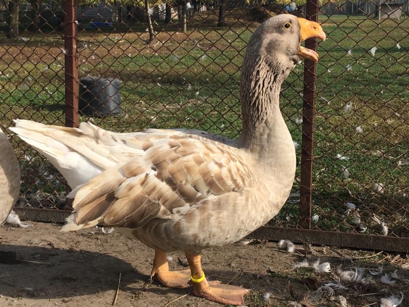 6A090F43-6439-41F3-B550-22E85E9A8FCE - Tula 2016-17